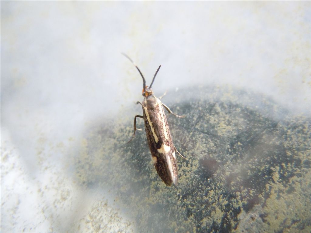 Esperia sulphurella